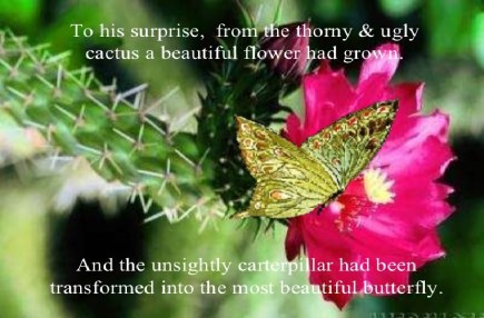 cactus flower with butterfly